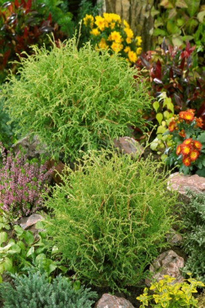 Декоративная туя Мистер Боулинг Болли для ландшафтного дизайна.